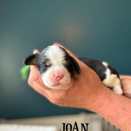 Joan (Of Arc) - Black white and tan female English Springer Spaniel puppy in Tupalo, Mississippi from Butterfield Trail Farm