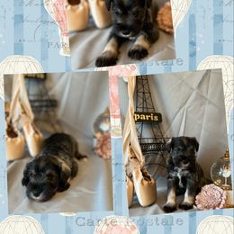 Miniature Schnauzer Puppies from Simply Charming Mini’s