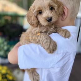Cockapoo Puppies from Chesley Hill Cockapoos