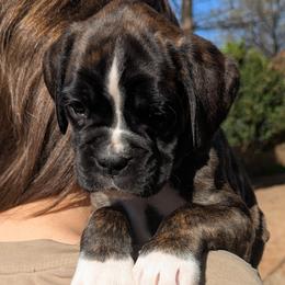 Carmen - Brindle female Boxer puppy in Springfield, Missouri from ReMa Boxers