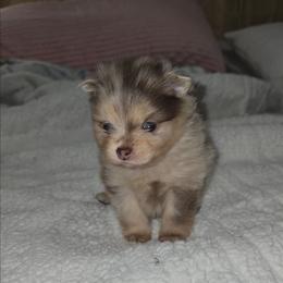 Peaches - Chocolate merle female Pomeranian puppy in Angleton, Texas from Pomeranian Palace, LLC