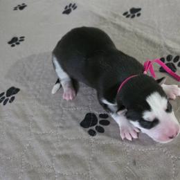 Siberian Husky Puppies from Wild and Wonderful Siberian Huskies