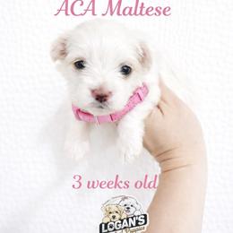 Valentina - White female Maltese puppy in Paden, Oklahoma from Logan's Perfect Puppies