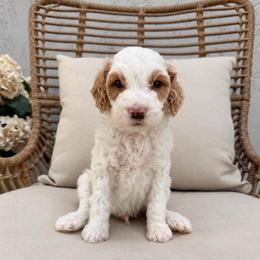 Rusty - Parti male Goldendoodle puppy in Gilbert, Arizona from Doodle Bliss