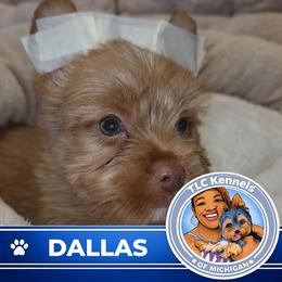 DASH - Chocolate, tan and white male Yorkshire Terrier puppy in Eastpointe, Michigan from TLC Kennels TenderLittleCuties