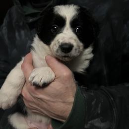 Reggae - Black female Border Collie puppy in Memphis, New York from Dual Traxx Border Collies