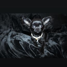 Onyx Black - Black female Chihuahua puppy in Brooklyn, New York from Cuties 4 You