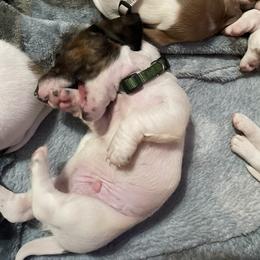 Dachshund Puppies from Hursh’s Hounds