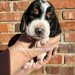 Princess - Black brown and white female Basset Hound puppy in Bellaire, Ohio from Blessed Bassets