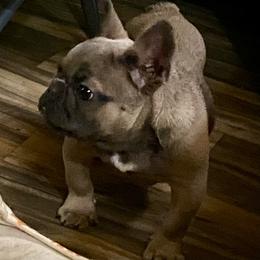 Eze-E (micro) - Blue fawn male French Bulldog puppy in Cullman, Alabama from Divine Hill Farm