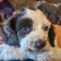 AKC Jack of Diamons - Brown and white male Cocker Spaniel puppy in Morristown, Tennessee from Down in the Holler