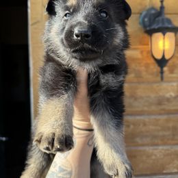 Purple Girl - Black and tan German Shepherd puppy in Encampment, Wyoming from Buckelwürmer German Shepherds