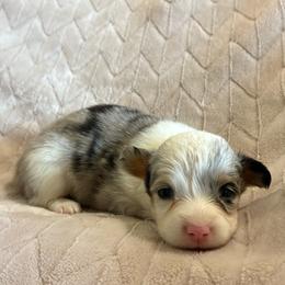 Ava - Blue merle and white female American Corgi puppy in Decatur, Texas from Bar S Corgis