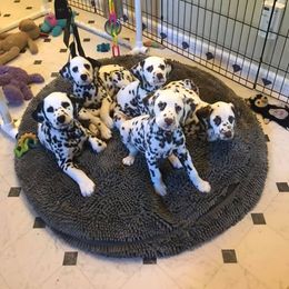 Dalmatian Puppies from Prestige Dalmatians