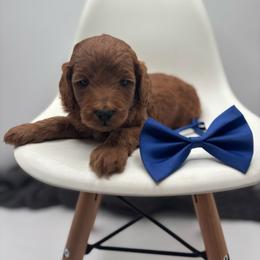Cowboy - Red  male Goldendoodle puppy in Creston, Ohio from Mini Doodles Dandy