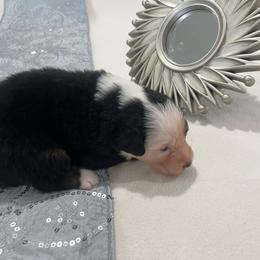 VEGAS - Black tri-color female Australian Shepherd puppy in Prescott Valley, Arizona from Cu2 Aussies