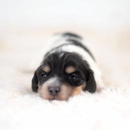 Cameron -- FULL AKC Black and Cream - Piebald female Dachshund puppy in Neosho, Missouri from A Walk In The Park