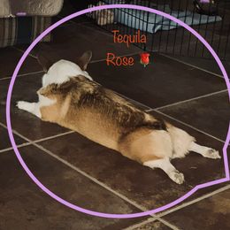 Tequila - Pembroke Welsh Corgi