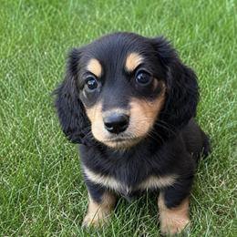 Winston - Black and cream male Dachshund puppy in Salem, Oregon from Longdox Mini Dachshunds