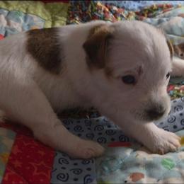 Female 2 - Tan and white female Jack Russell Terrier puppy in Ellendale, Delaware from Reynard Farm