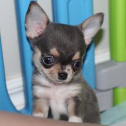 Aegon 2,200 - Blue and tan male Chihuahua puppy in Cache, Oklahoma from Charming Lil Chihuahuas