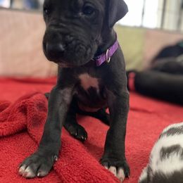 Great Dane Puppies from P&C Mountain Danes of CO