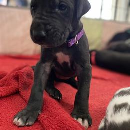 Great Dane Puppies from P&C Mountain Danes of CO