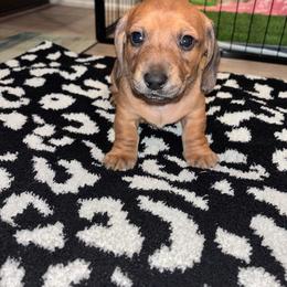 Uno - Red male Dachshund puppy in Magnolia, Texas from Little Honey’s Dachshunds