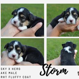 Storm - Black and tan male Pembroke Welsh Corgi puppy in Poteau, Oklahoma from Half-Pint Corgis