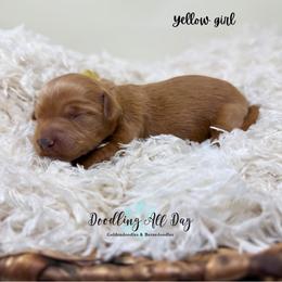 Yellow girl - Red  female Goldendoodle puppy in Valdese, North Carolina from Doodling All Day Goldendoodles