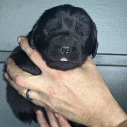 Yellow puppy - Black Newfoundland puppy in Great Falls, Montana from True North Newfoundlands