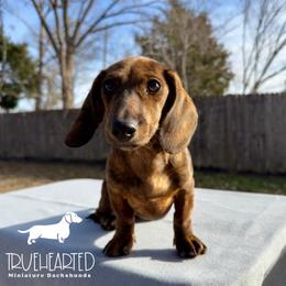 Nicole - Brindle female Dachshund puppy in Royse City, Texas from Truehearted Miniature Dachshunds