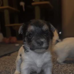Girl 3 - Black & tan tri-color female Morkie puppy in Aliquippa, Pennsylvania from The Morkie Mom