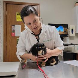 Nessie - Black and cream female Dachshund puppy in Terlton, Oklahoma from CLARK'S BREEDING PROGRAM