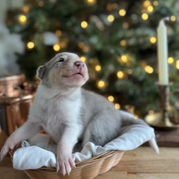 Tinsel - Blue merle female Collie puppy in Underwood, Indiana from Third Gen Collies