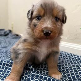 Cinderella - Blue merle female Australian Shepherd puppy in East Hartford, Connecticut from CT Aussies