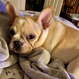 Angel - French Bulldog