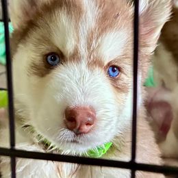Elodie - Red and white female Siberian Husky puppy in Walker, Louisiana from TRUHUSKY SIBERIANS