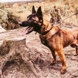 Dutch Shepherds and xDutch Shepherds from We Like it Ruff Working K9 Breeding and Training