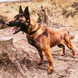 Dutch Shepherds and xDutch Shepherds from We Like it Ruff Working K9 Breeding and Training