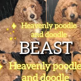 Beast - Red  male Poodle puppy in Lancaster, California from Heavenly poodle and doodle