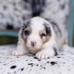 BMM 2 - Blue merle male Australian Shepherd puppy in Elkton, Tennessee from Riverlook Australian Shepherds