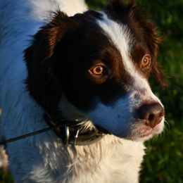 Fletcher - White and liver male Brittany puppy in Hollidaysburg, Pennsylvania from Royal Flush Farms