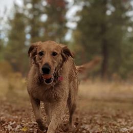 Golden Retrievers from Selaronos Goldens