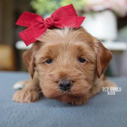 Daisy - Apricot female Goldendoodle puppy in Salado, Texas from Red Ranch Dogs