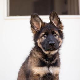 German Shepherd Puppies from Zwinger Vom Rabenauge