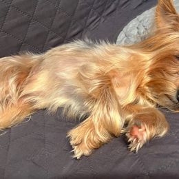 Lety - Yorkshire Terrier