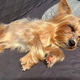Lety - Yorkshire Terrier