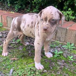 Female 5 - Red merle female Catahoula Leopard Dog puppy in Gadsden, Alabama from Rich Cat’s