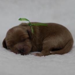 Mr. Green Collar - Red male Cavapoo puppy in Springtown, Texas from North Texas Puppies